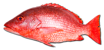 red-snapper