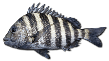 sheepshead-fish