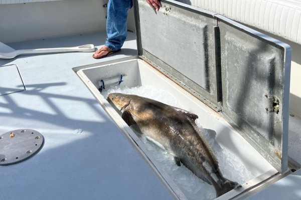 Cobia caught on a Tradition Fishing Charter