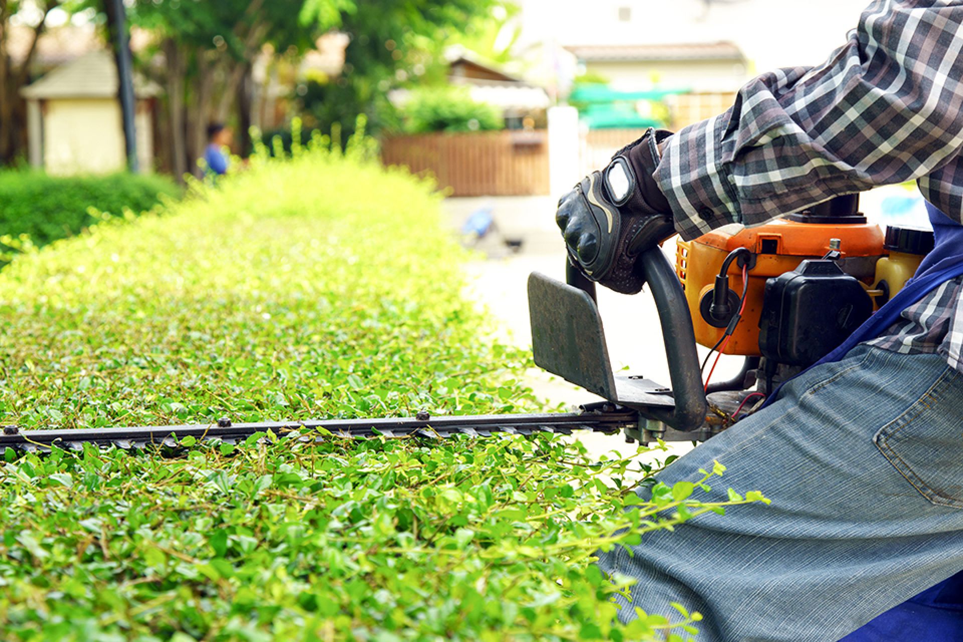 a man cutting hedges