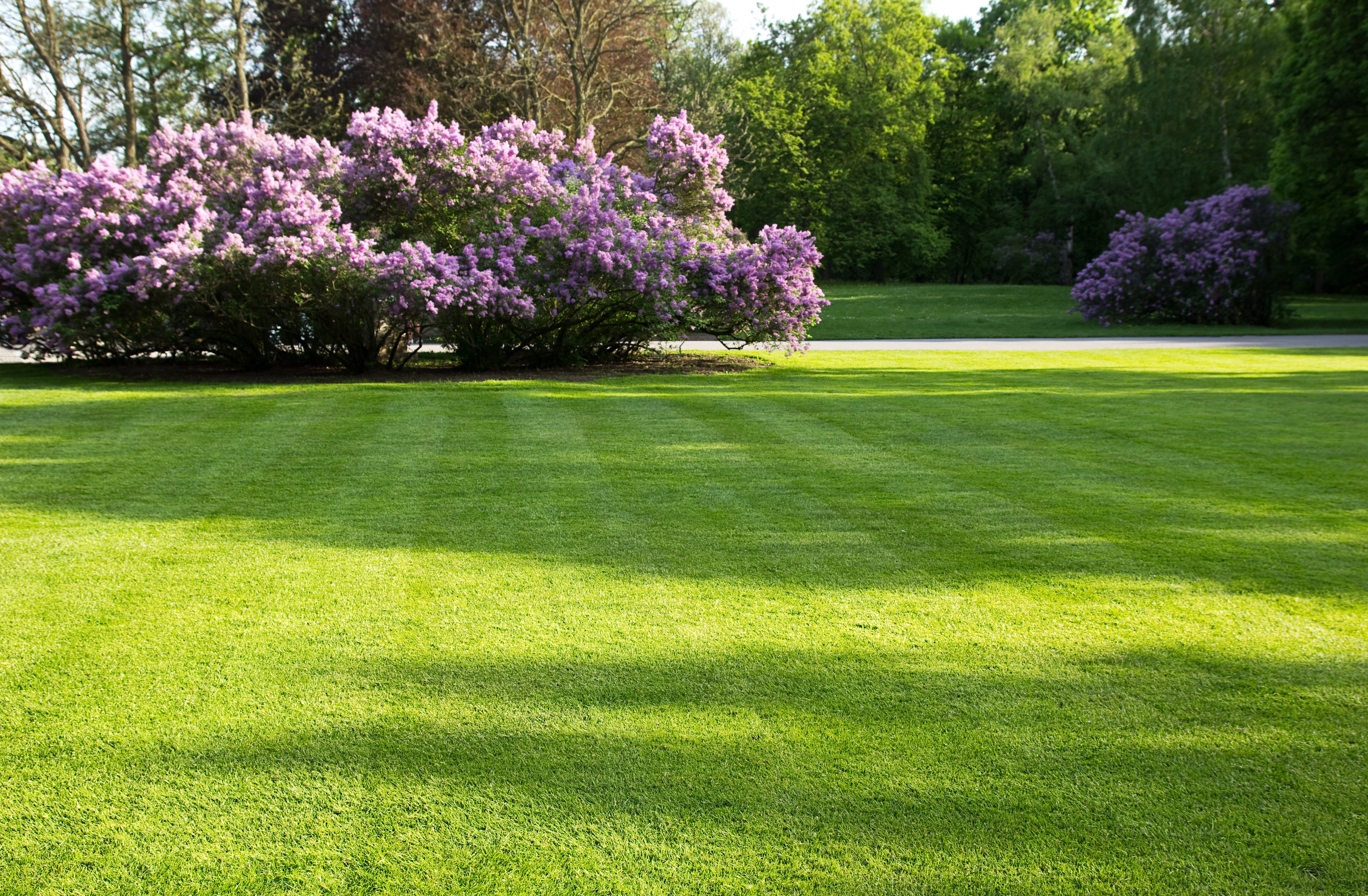 freshly mowed grass